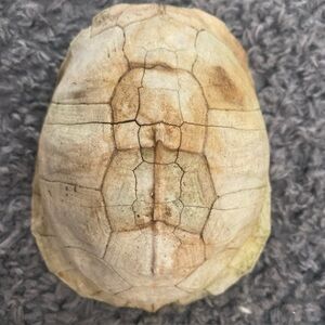 Real Eastern Box Turtle Shell. Bone Taxidermy Oddity Science Crafts. Appalachia